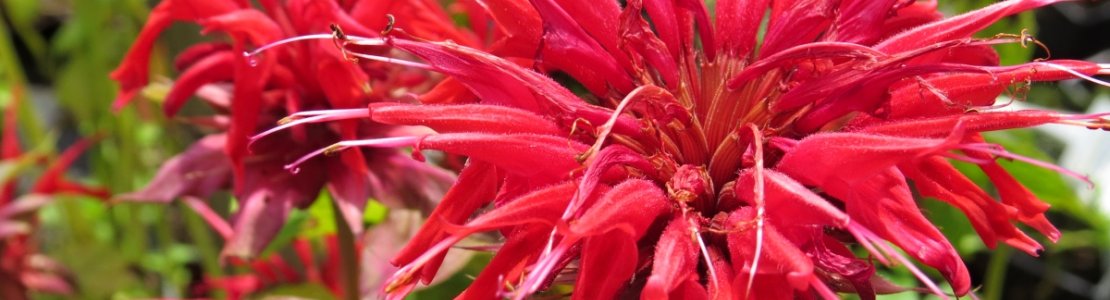 Monarda Scarllet 02.jpg