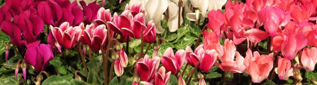 Cyclamen barvy 01.jpg